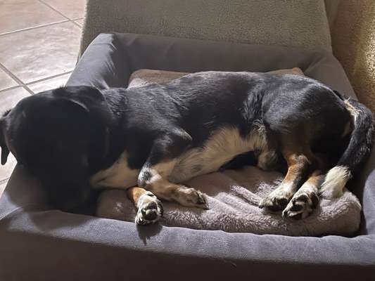 Zweiter Hund zieht ein🐶-Beitrag-Bild