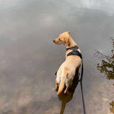 Hundetreffen-GassiRunde Stadtwald-Bild