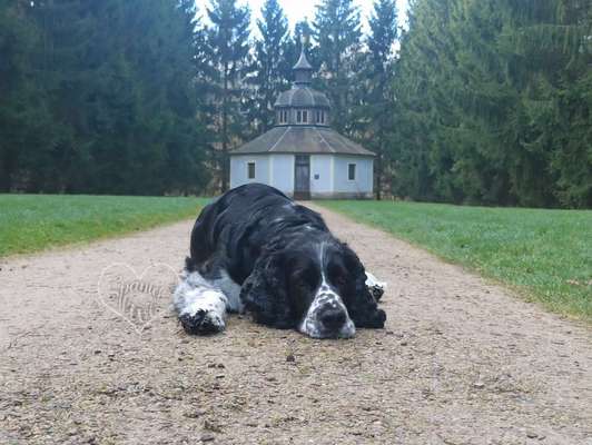 Seltene Rassen!-Beitrag-Bild