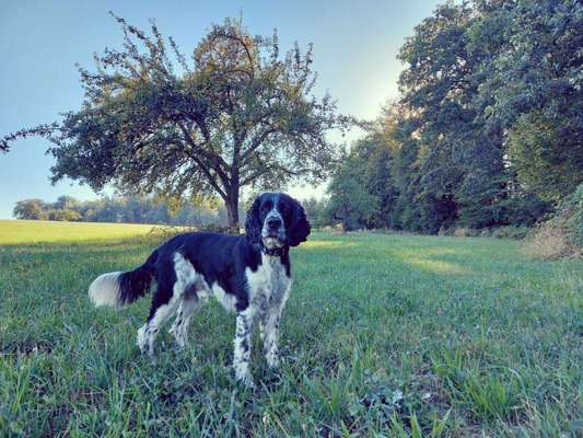 Springer Spaniel-Beitrag-Bild