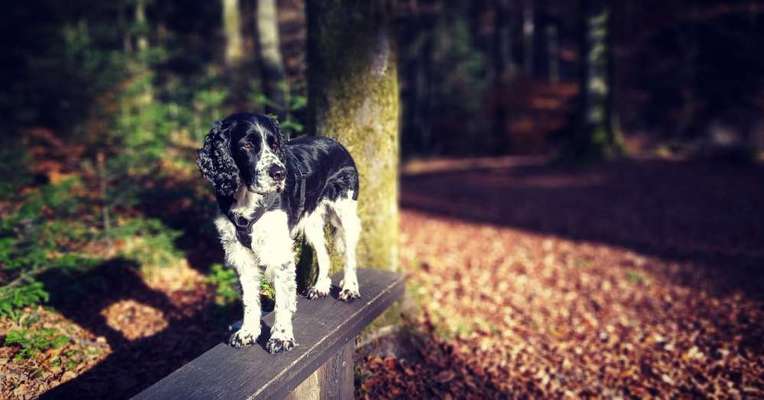 Springer Spaniel-Beitrag-Bild