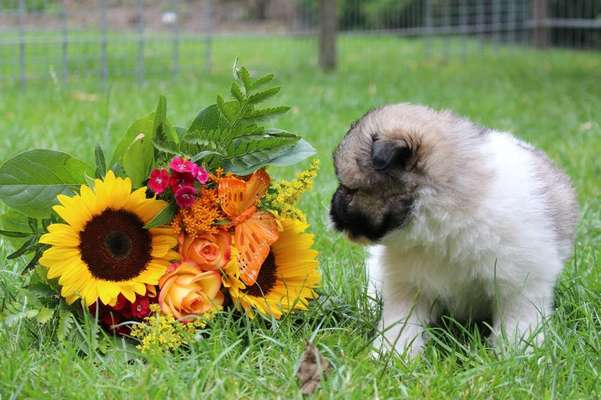 Fotochallange 63: "Dein blühendes Hündchen"-Beitrag-Bild