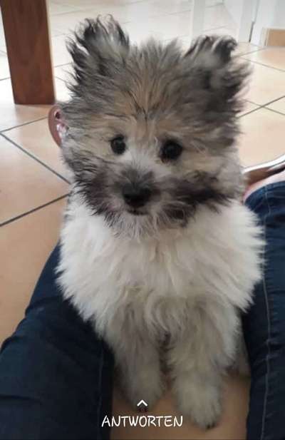 Dogorama Photo Challenge - Hundeblick zum hinschmelzen-Beitrag-Bild