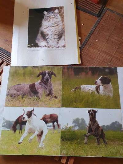 Unsere Fellnasen im Regenbogenland-Beitrag-Bild