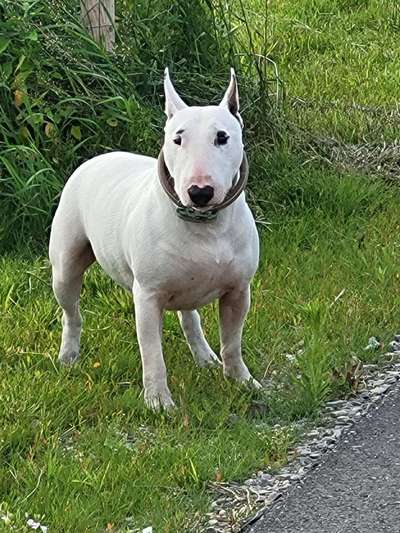 Miniatur Bull Terrier-Beitrag-Bild