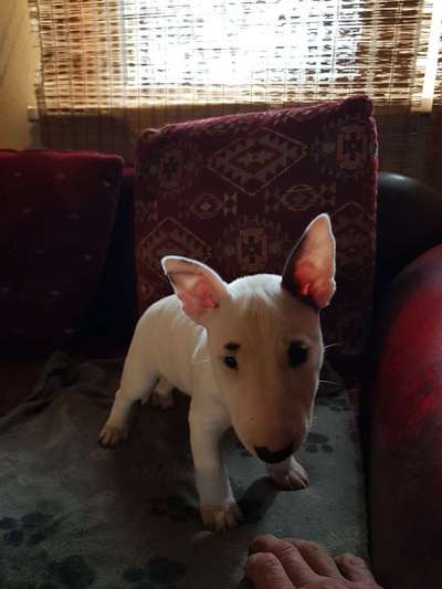 Welpen Bilder !-Beitrag-Bild