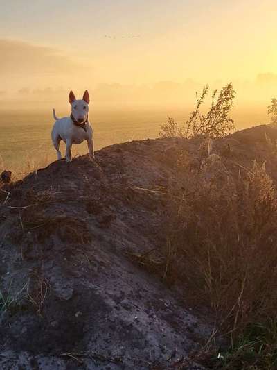 Hundeschule - weitermachen oder aufhören?-Beitrag-Bild