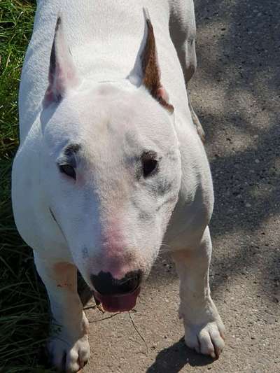 Miniatur Bull Terrier-Beitrag-Bild