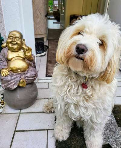 Hundetreffen-Gassigehrunde Hutthurm und Umgebung. Ich bin die Bonny, mag,.laufen und spielen.-Bild