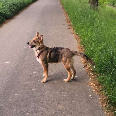 Hundetreffen-Spielgefährt:in gesucht-Bild