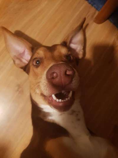 Zeige das lustigste Bild eures Hundis-Beitrag-Bild