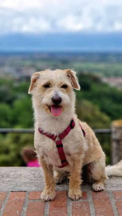 Hundetreffen-Gassi-/Spiele Treff für kleinere Hunde in Oberstenfeld-Bild
