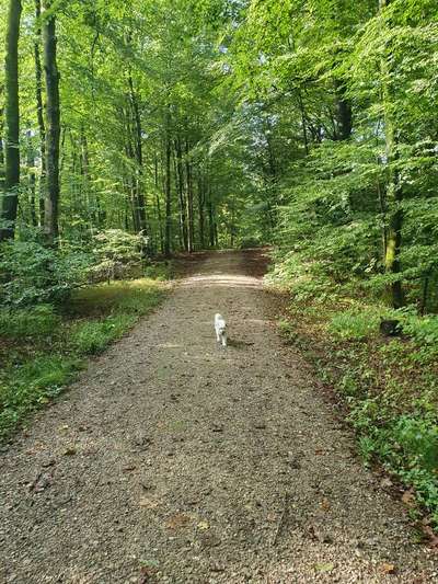 Tibet Terrier-Beitrag-Bild