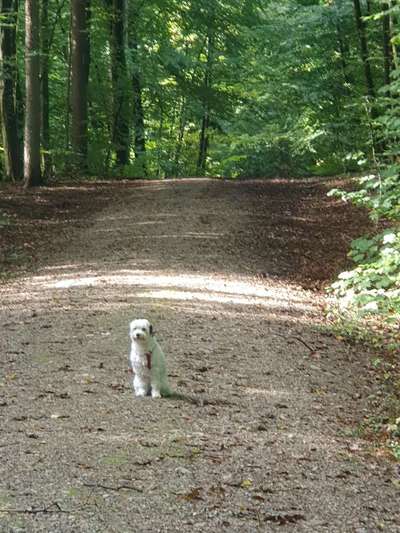 Tibet Terrier-Beitrag-Bild