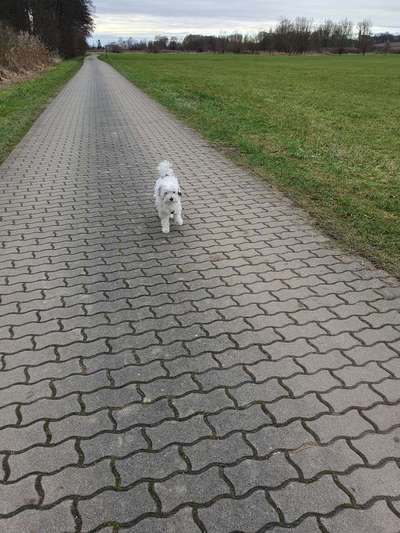 Hundetreffen-Mainburg Gassitreff-Bild