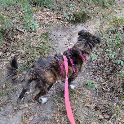 Hundetreffen-Gassi und Tratsch Runden-Bild