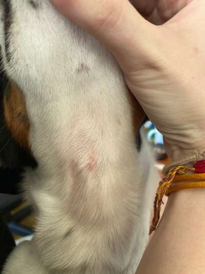 Mein Hund blutet ab und zu am Hals-Beitrag-Bild