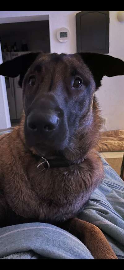 Deutsche Schäferhunde, Belgische Schäferhunde.-Beitrag-Bild