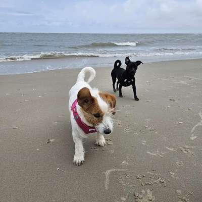Hundetreffen-Trainungs treffen Clausthal-Zellerfeld-Bild