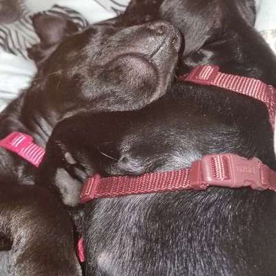 Hundetreffen-Welpen treffen Clausthal-Zellerfeld und Umgebung-Bild