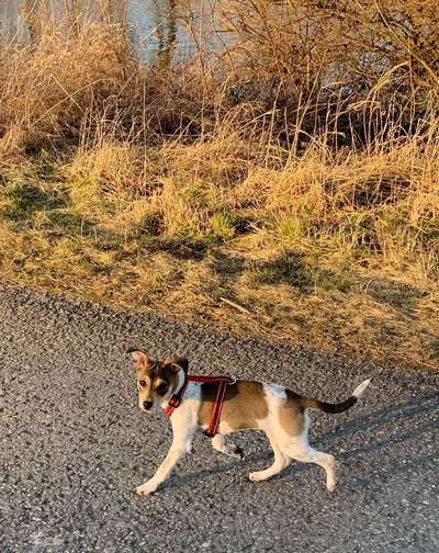 Hundetreffen-Gassigehen-Bild