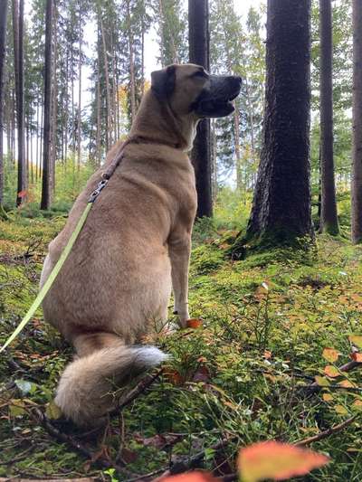 Hundetreffen-Social Walk-Bild