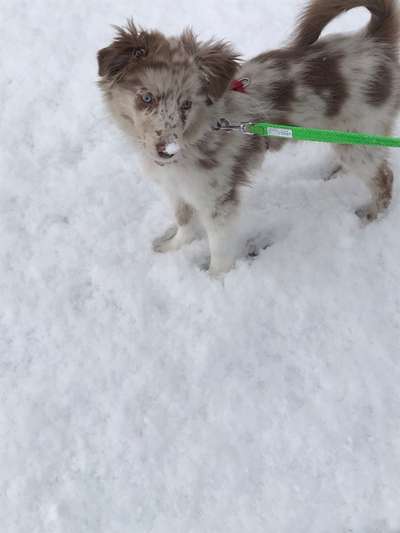 Dogorama-Monats-Challenge-Mai "Wasser"-Beitrag-Bild