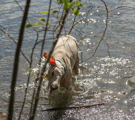 Die Dogorama Wochen Challenge: “Dein Hund im Urlaub”-Beitrag-Bild