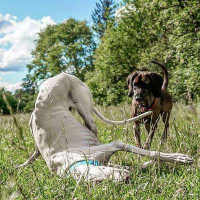 Die Dogorama Monats Challenge "Es grünt und blüht"-Beitrag-Bild