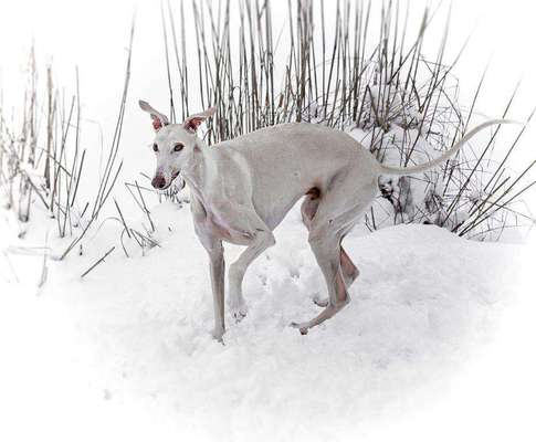 Die Dogorama Kalender Challenge Teil 2/4-Beitrag-Bild