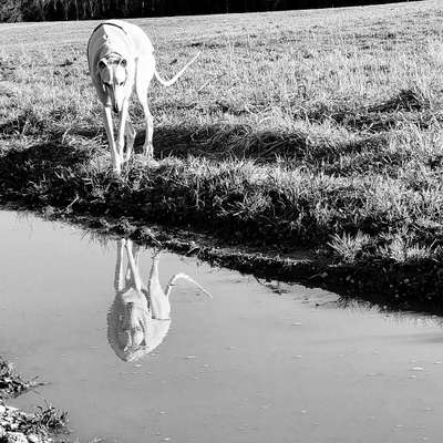 Dogorama-Monats-Challenge-Mai "Wasser"-Beitrag-Bild