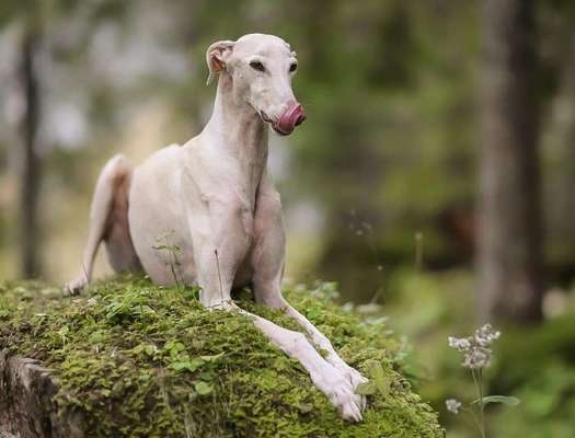 Fotochallange Nr. 57     PORTRÄT.   Beendet!!!!!!!!-Beitrag-Bild