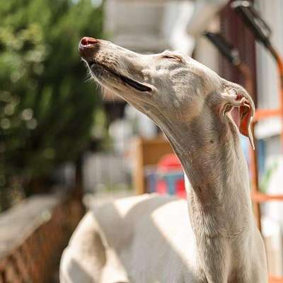 Die Dogorama Kalender Challenge Teil 3/4-Beitrag-Bild