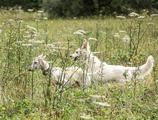 Die Dogorama Kalender Challenge 4/4-Beitrag-Bild