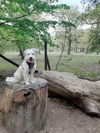 eure Junghunde 🐶🥰-Beitrag-Bild