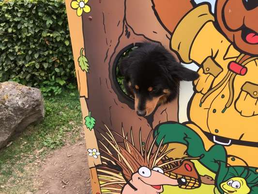 Dogorama Photo Challenge - Durchblick-Beitrag-Bild