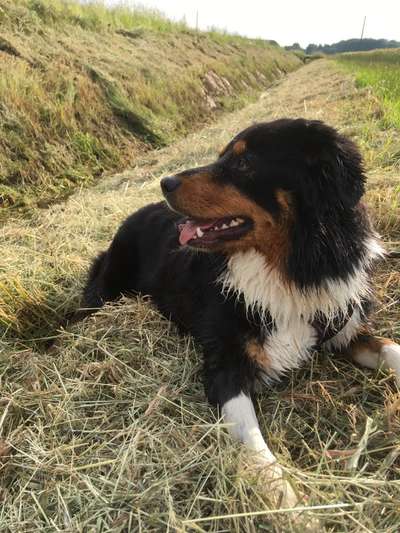 Australian Shepherd Freunde/innen-Beitrag-Bild