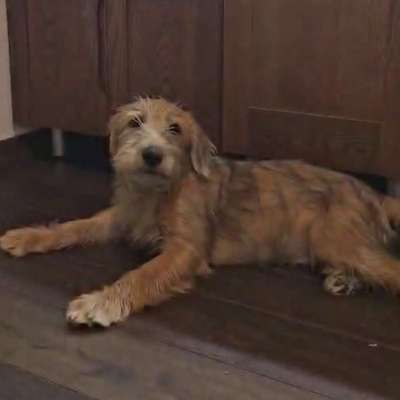 Hundetreffen-Spieltreff in Friedberg-Bild