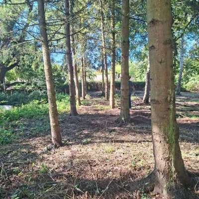 Hundeauslaufgebiet-Hundewiese Gransee ab 23.05.2025-Bild