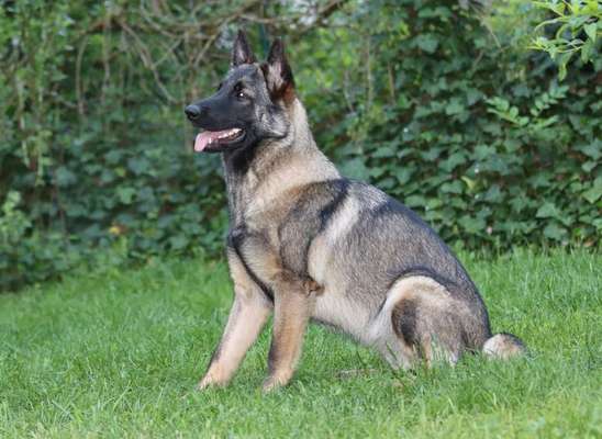 Die Dogorama Kalender Challenge Teil 3/4-Beitrag-Bild