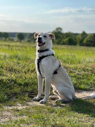 Hundetreffen-Junghundetreffen-Bild