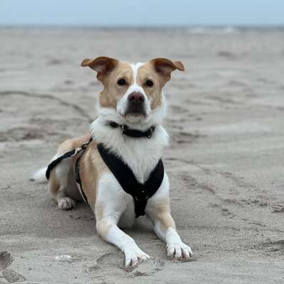 Hundetreffen-Hundekontakte-Bild