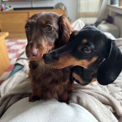 Hundetreffen-Auf der Suche nach kleinen Hunden! 🐾-Bild