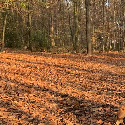 Hundeauslaufgebiet-Revierpark Mattlerbusch-Bild