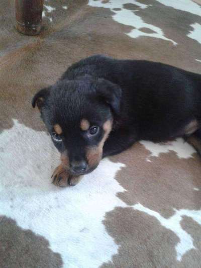 Welpen Bilder !-Beitrag-Bild