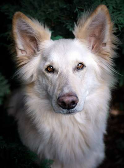 Schäferhund-Fans?-Beitrag-Bild