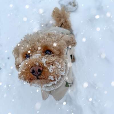 Hundetreffen-Zwergpudel/ kleine Hunde als Spazier-, Spiel- und Trainingspartner gesucht!-Bild