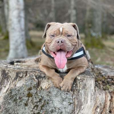 Postet das beste Foto von euren 4 beinern-Beitrag-Bild