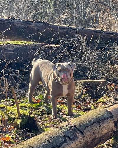 Olde English Bulldogge-Beitrag-Bild