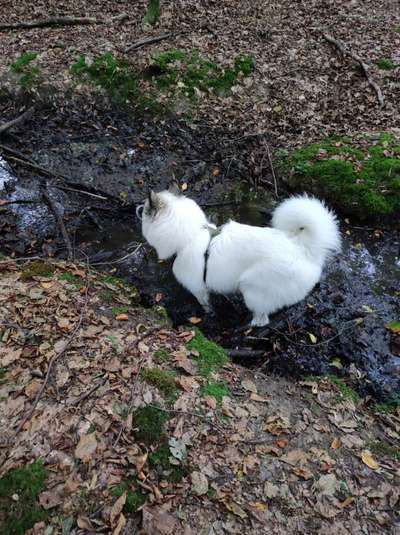 Foto -Challenge  Thema : Dein Hund Im Wald-Beitrag-Bild